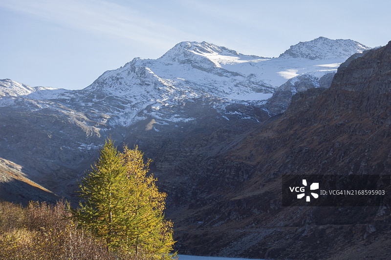 瑞士萨斯费的蓝天雪山和前景树木图片素材