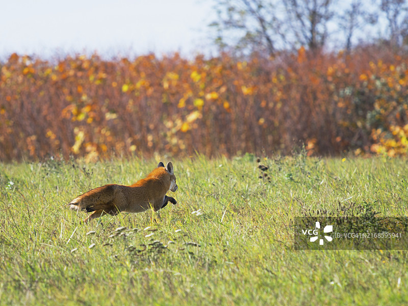 红狐狸奔跑在田野上图片素材