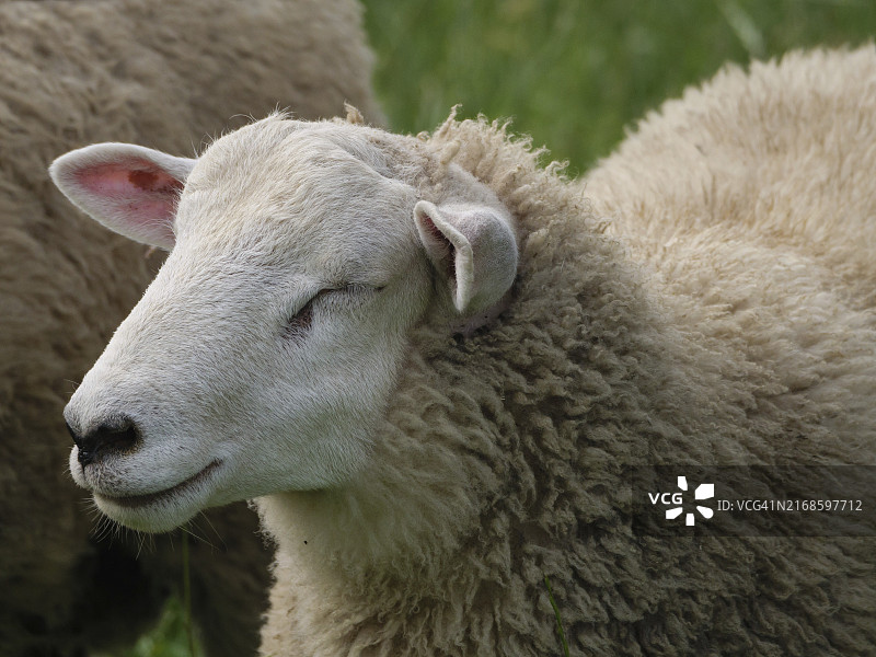 德国北莱茵-威斯特法伦州维伦的睡羊特写图片素材