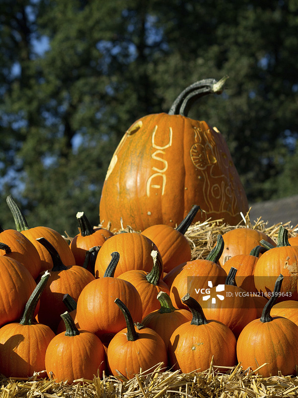雕刻着USA字样的大南瓜图片素材
