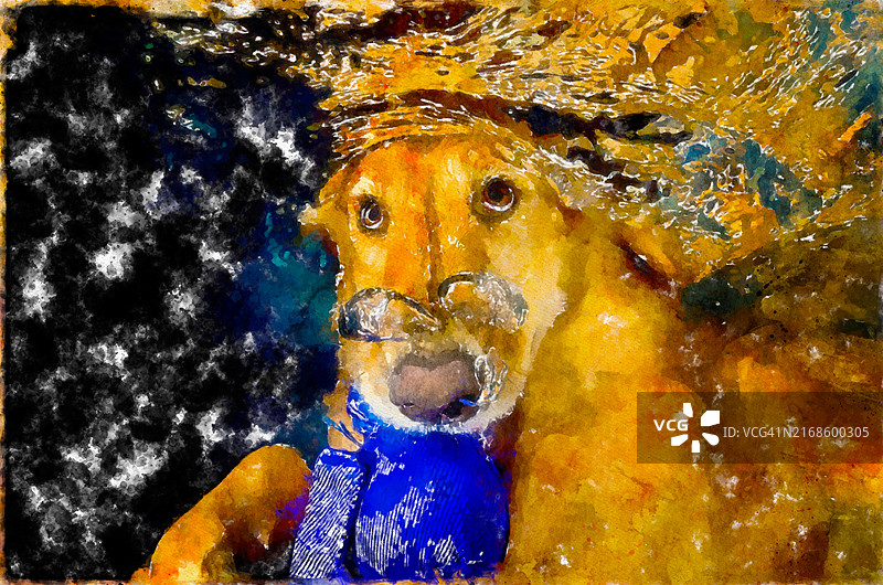 水彩画：金毛猎犬在水下游泳图片素材