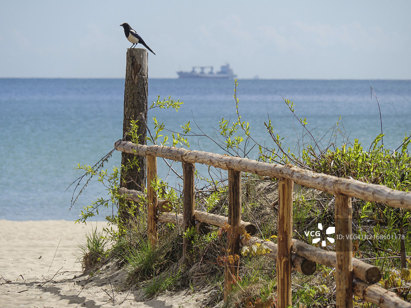波兰索波特，平静的海面和船只，木栅栏上的鸟图片素材