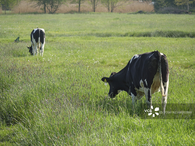 两头牛在德国韦瑟克乡村的绿色牧场上吃草图片素材