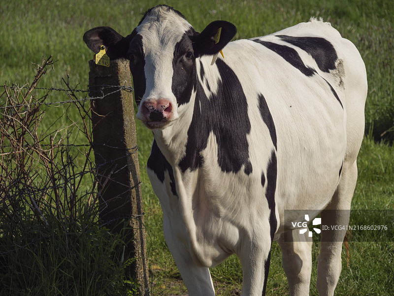 站在德国绿色牧场上的黑白奶牛特写图片素材