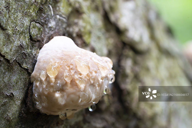 落叶树上渗出液滴的红边多孔菌特写，德国巴登-符腾堡黑森林自然公园图片素材