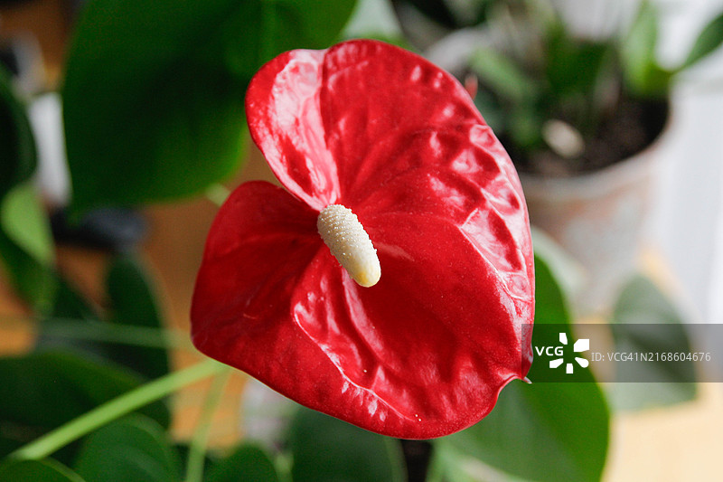 火鹤花图片素材