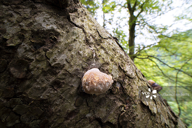 落叶树上渗出液滴的红缘多孔菌，德国巴登-符腾堡黑森林自然公园图片素材