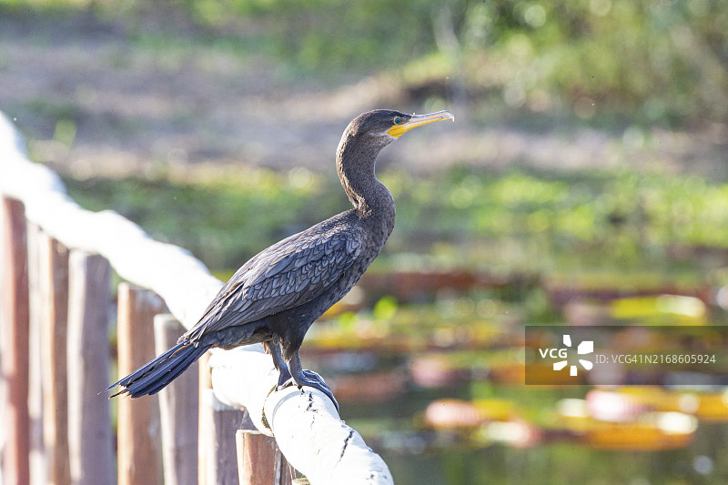 巴西鸬鹚（Phalacrocorax brasilianus），巴西潘塔纳尔图片素材