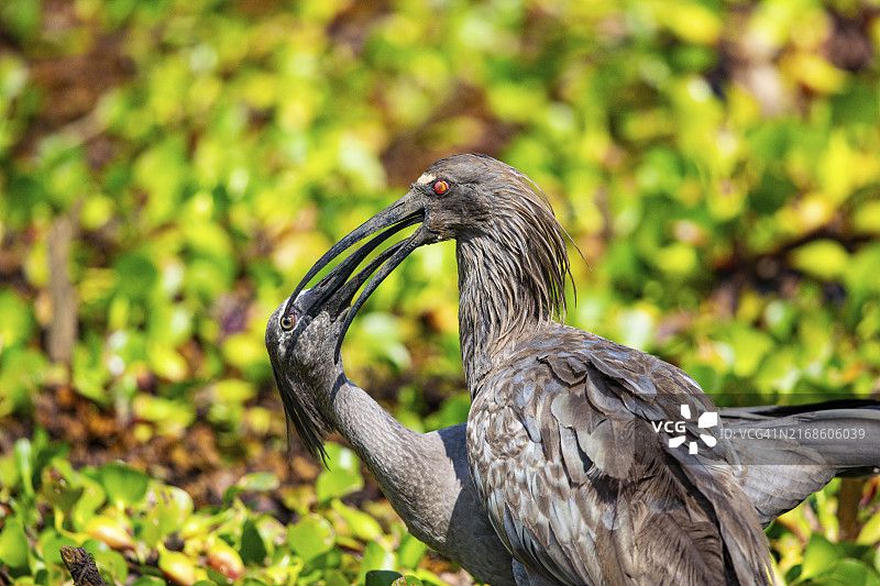 发带上的美洲白鹮（Harpiprion caerulescens），巴西潘塔纳尔图片素材