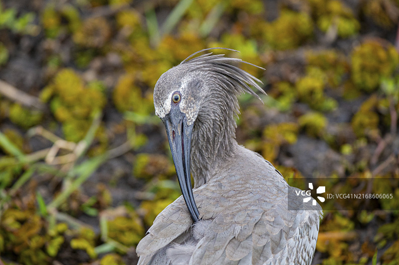 发带上的美洲白鹮（Harpiprion caerulescens），巴西潘塔纳尔图片素材
