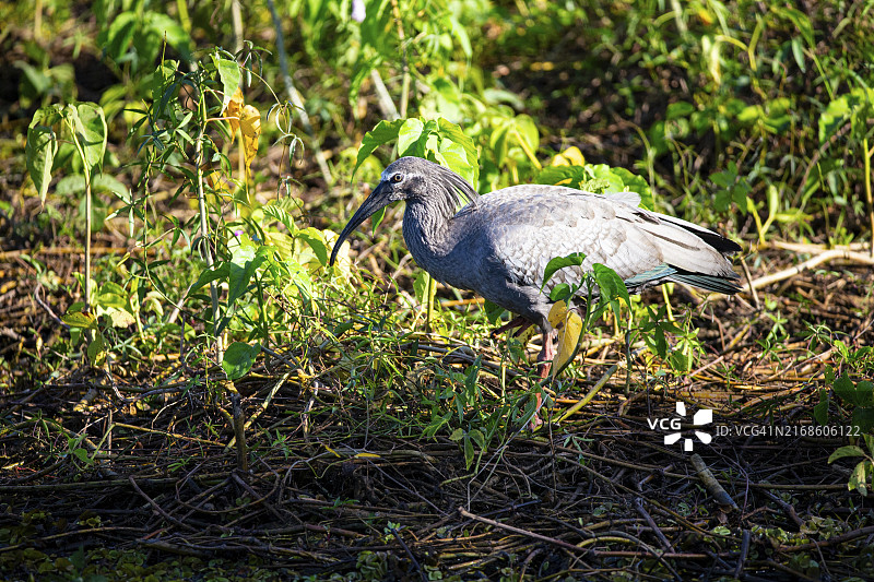 发带上的美洲白鹮（Harpiprion caerulescens），巴西潘塔纳尔图片素材