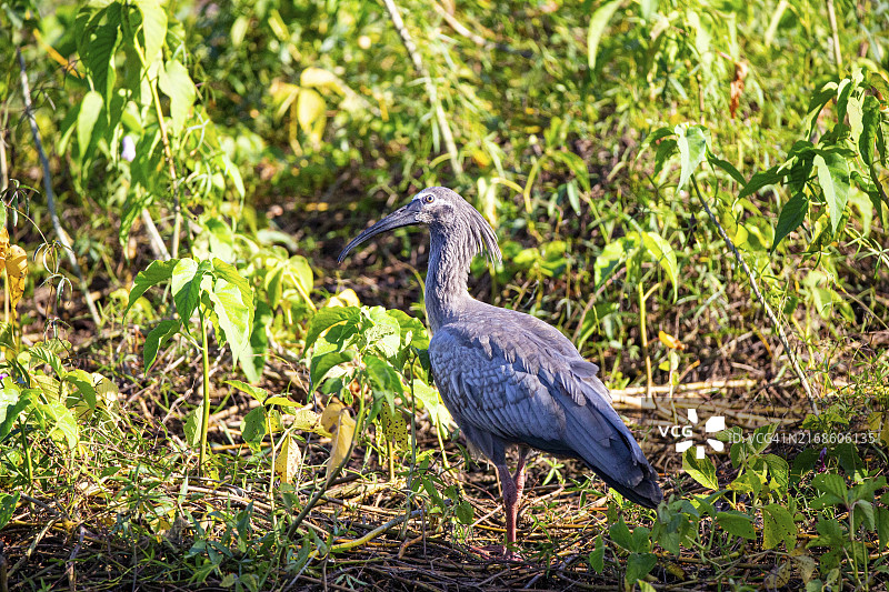 发带上的美洲白鹮（Harpiprion caerulescens），巴西潘塔纳尔图片素材