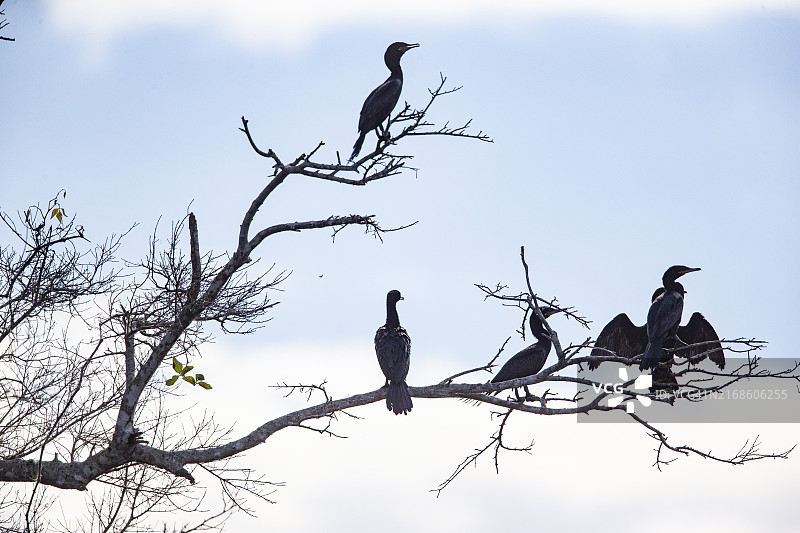 巴西鸬鹚（Phalacrocorax brasilianus），巴西潘塔纳尔图片素材