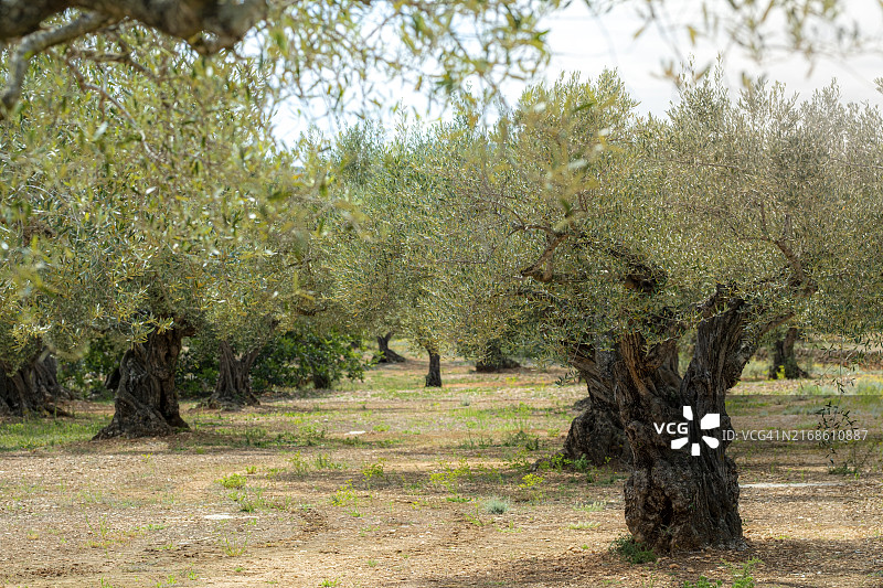 西班牙加泰罗尼亚塔拉戈纳的橄榄树葡萄园图片素材