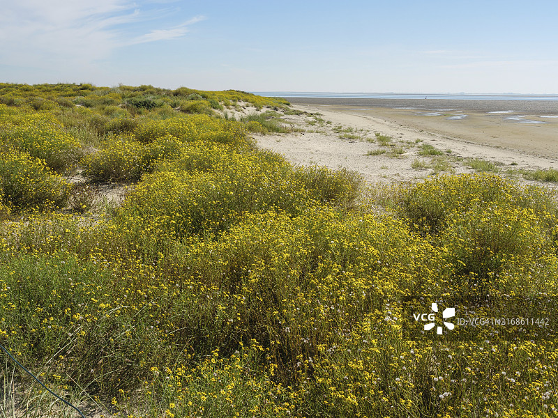 沙岸上盛开的黄色花朵，远眺德国东弗里西亚群岛宽阔的蓝色海景图片素材