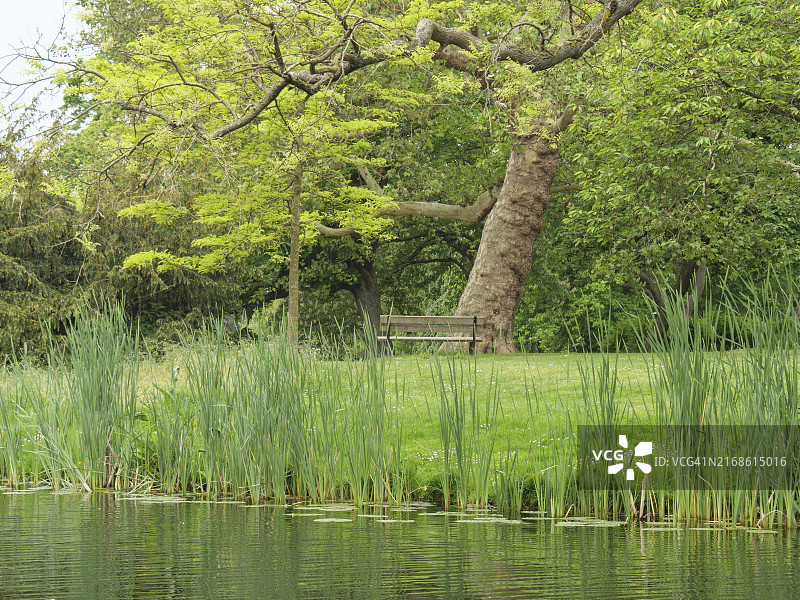 荷兰莱顿：宁静的公园，树木、芦苇和长椅，享受自然图片素材