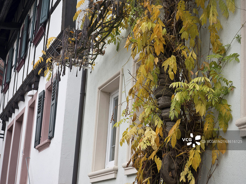 德国坎德尔房屋外墙，爬藤秋叶，明亮窗户图片素材