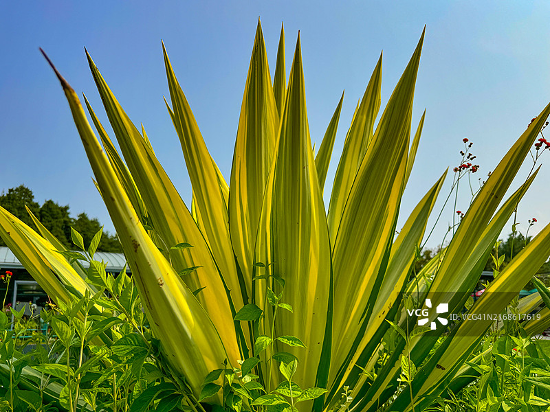 杂色毛里求斯麻，纽约图片素材