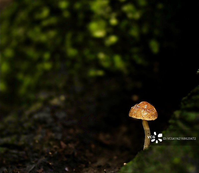 佛罗里达州田野生长的蘑菇特写，美国图片素材