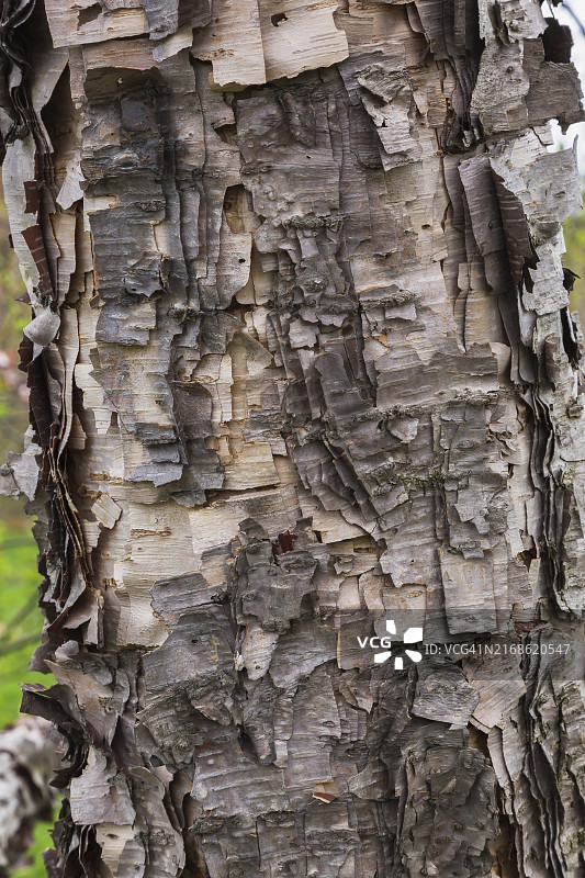 加拿大魁北克达乌里桦树干的特写图片素材