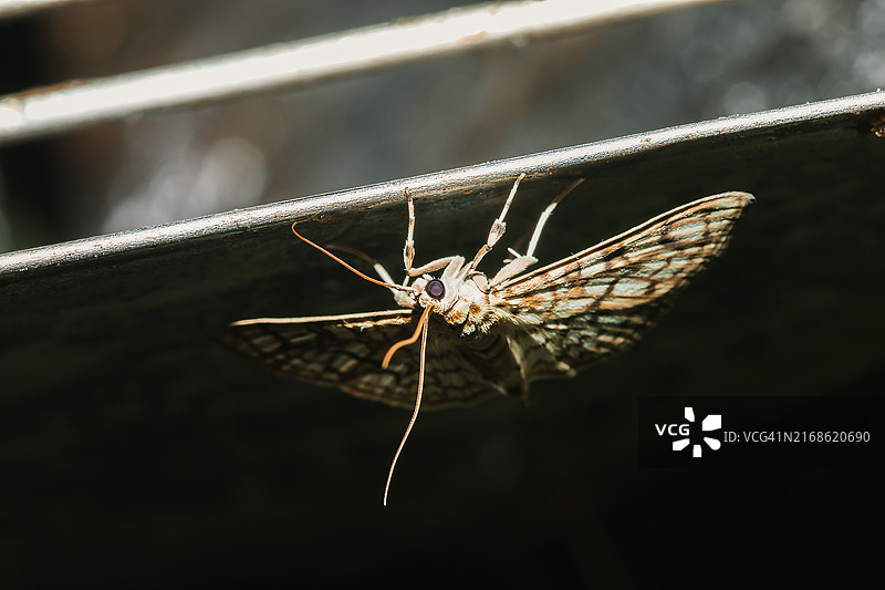 具有彩色图案的自然界中的蛾子图片素材