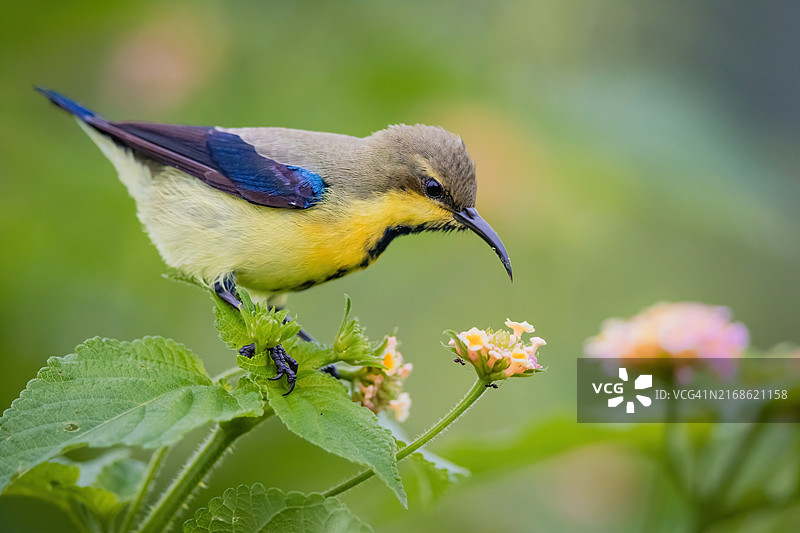 鸣山雀栖息在植物上的特写图片素材