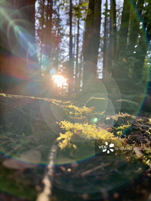 加拿大不列颠哥伦比亚省温哥华森林风光图片素材