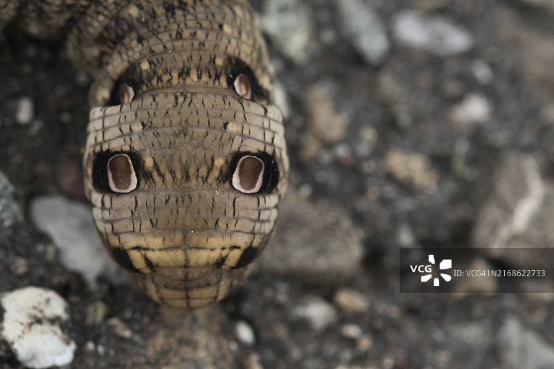 岩石上毛毛虫的俯视角度图片素材