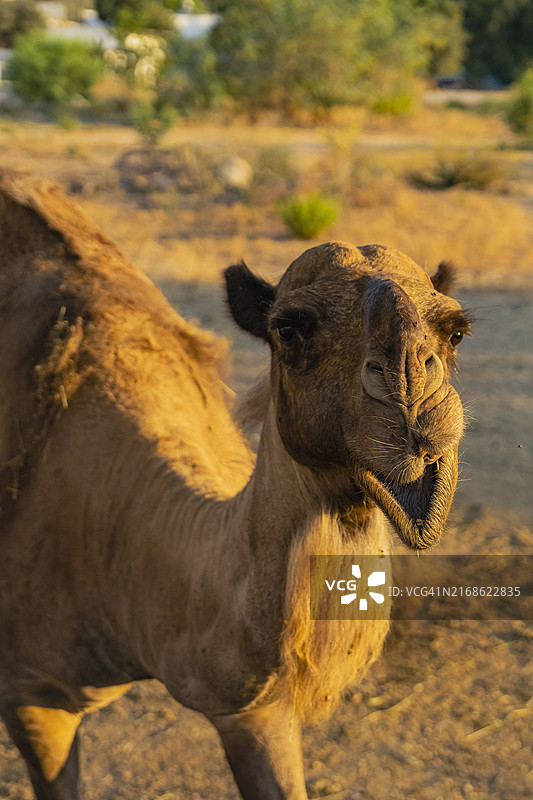 单峰骆驼特写，土耳其博德鲁姆图片素材