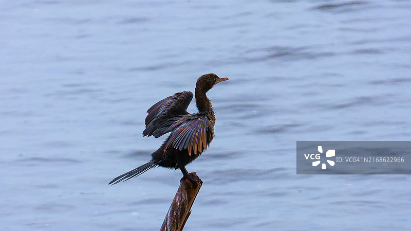 木头上栖息的鸬鹚特写图片素材
