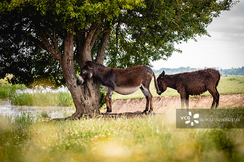 驴在田野里吃草的侧面图图片素材