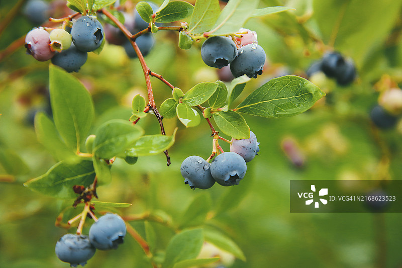 花园中绿色叶子环绕的成熟和未成熟的蓝莓树枝图片素材