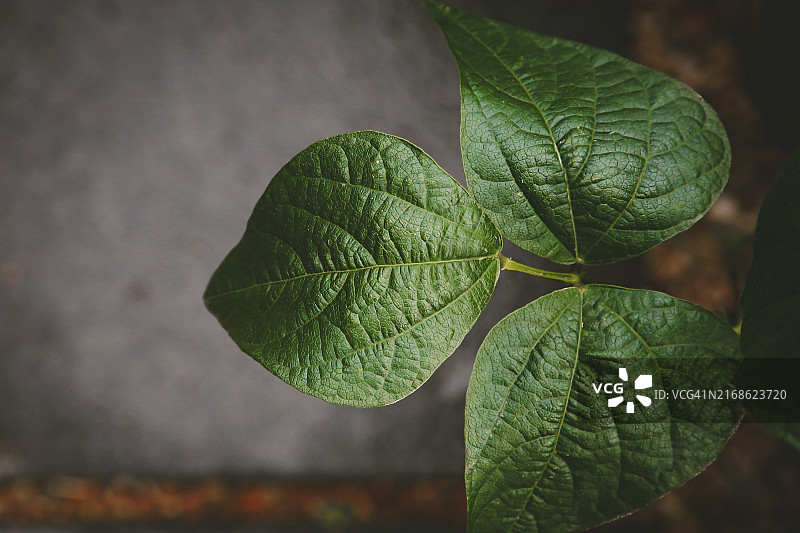 三片绿色菜豆叶子的纹理特写图片素材