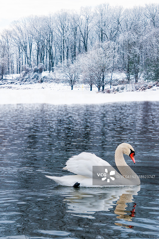 美国马里兰州湖中游泳的疣鼻天鹅特写图片素材