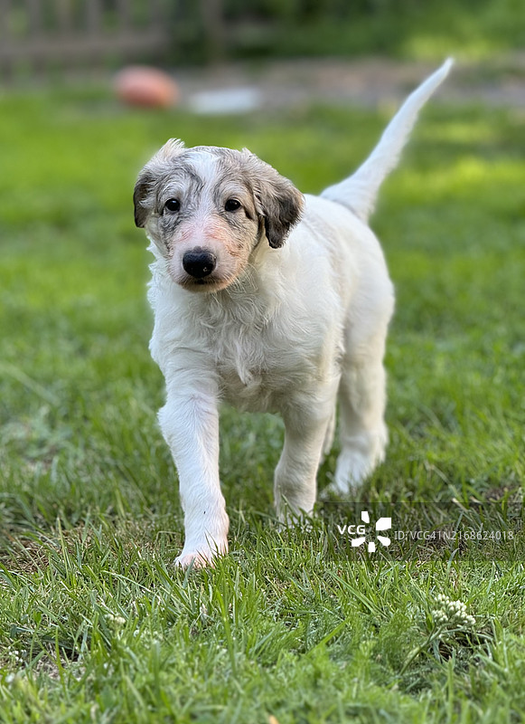 芬兰科特卡：田野上行走的狗的肖像图片素材