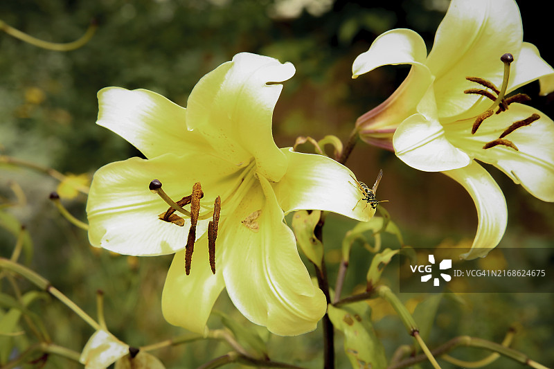 花园中具有突出雄蕊的两朵黄色百合花图片素材
