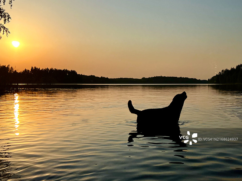 芬兰莱米湖中的拉布拉多剪影图片素材