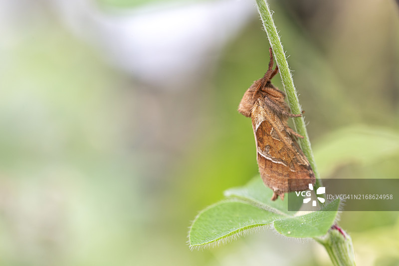 欧洲德国埃森，停在树枝上的橘色swift蛾图片素材