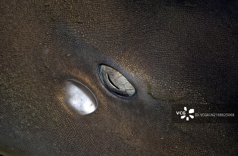 棕带竹鲨眼睛的特写镜头，拍摄于泰国披披群岛图片素材