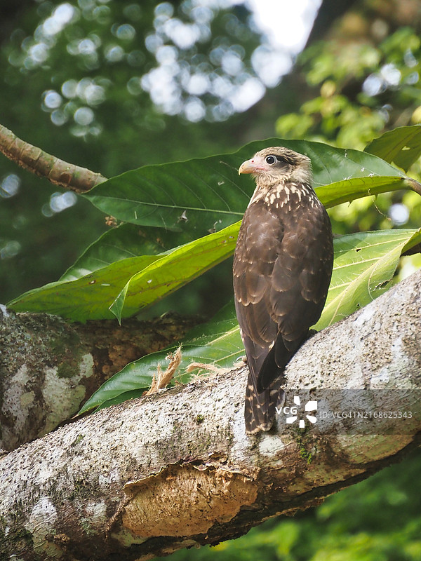 猎隼栖息在树枝上的特写图片素材