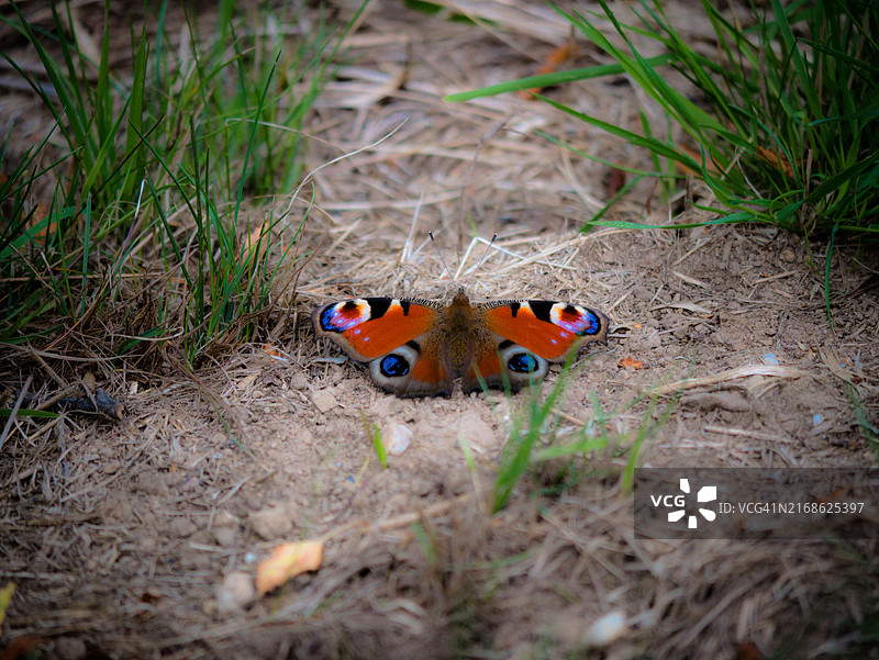 田野上的蝴蝶（高角度视角）图片素材