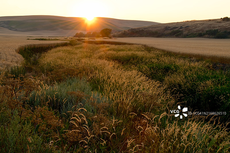 日落时分华盛顿州普尔曼的田野风光图片素材