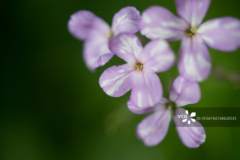纽约州北部生长的野生二月兰图片素材