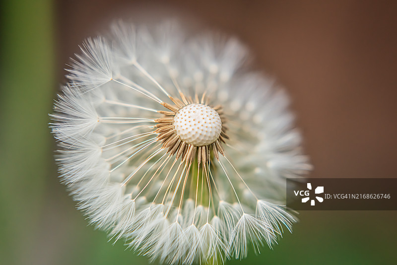 蒲公英花朵特写，罗马尼亚萨图马雷图片素材