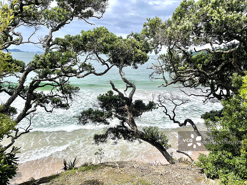 怀蒂昂格海边的树木，怀卡托，新西兰图片素材