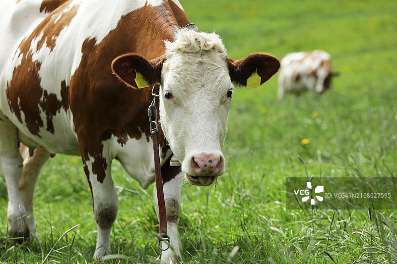 绿色草甸上的红色大奶牛图片素材