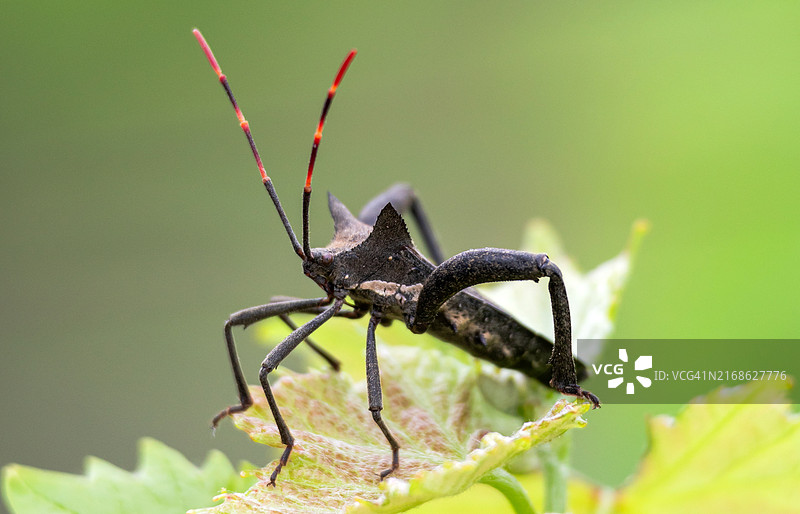 叶子上长着红色条纹胡须的黑色甲虫图片素材