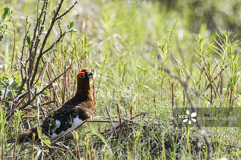 在茂盛的绿色北极苔原上的壮丽的柳雷鸟图片素材