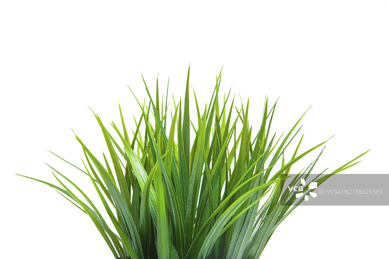 白色背景下的绿色草地侧视图图片素材