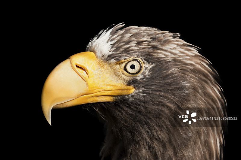 野生动物飞翔的老鹰图片素材